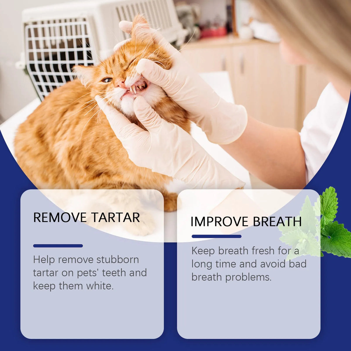 40g pet teeth cleaning powder in compact tub with green tea and peppermint extracts