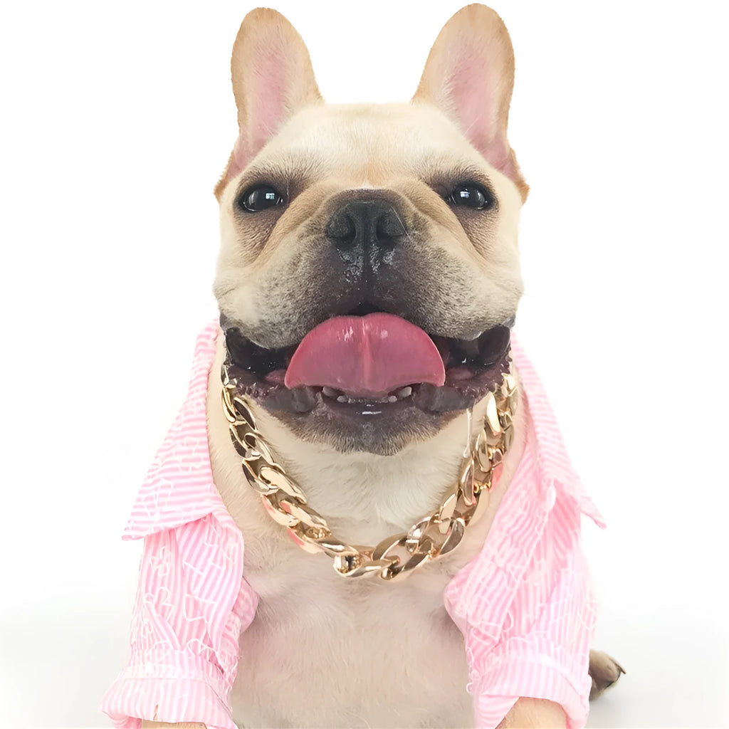 Gold colour dog chain collar with twisted piece design and buckle for small to medium dogs