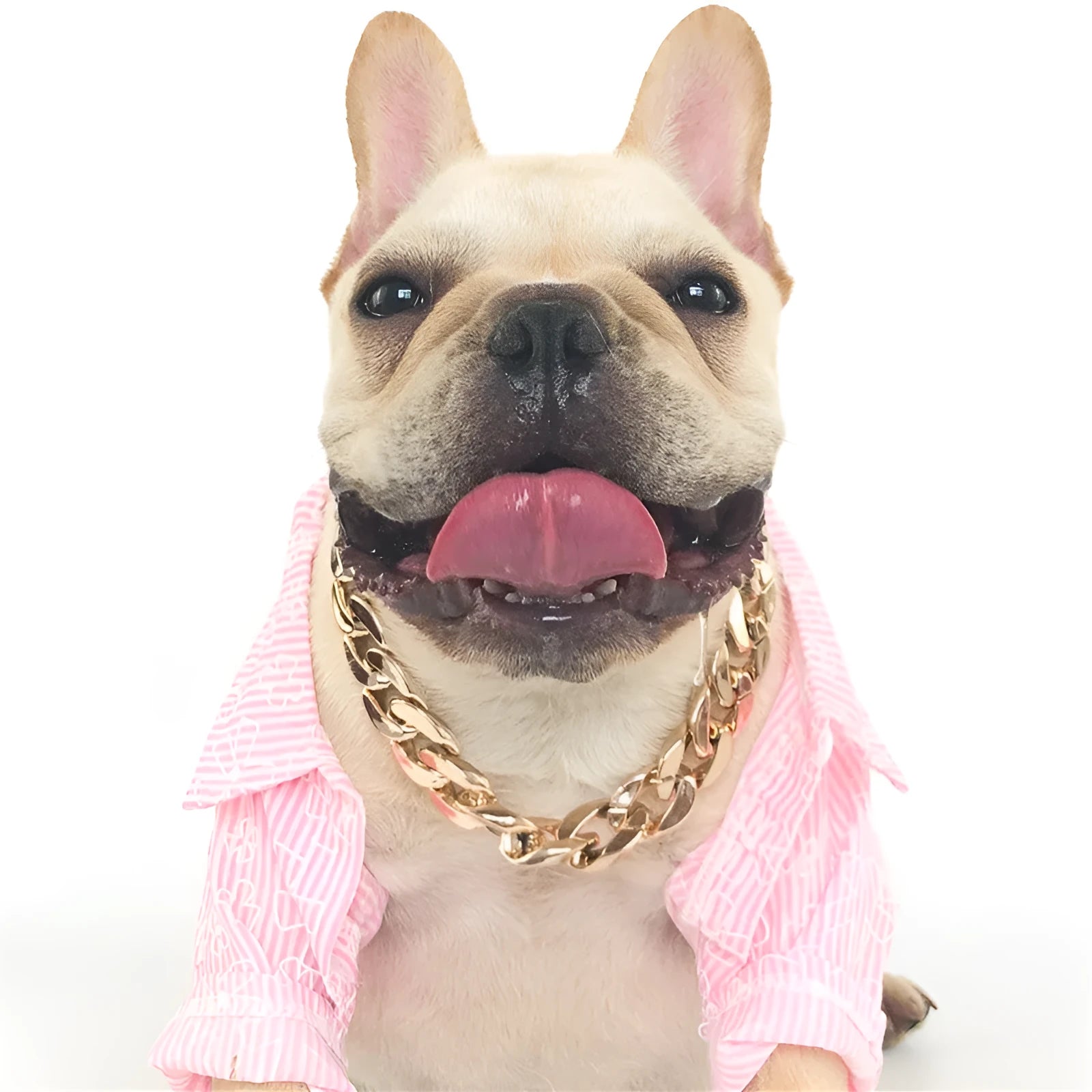 Gold colour dog chain collar with twisted piece design and buckle for small to medium dogs