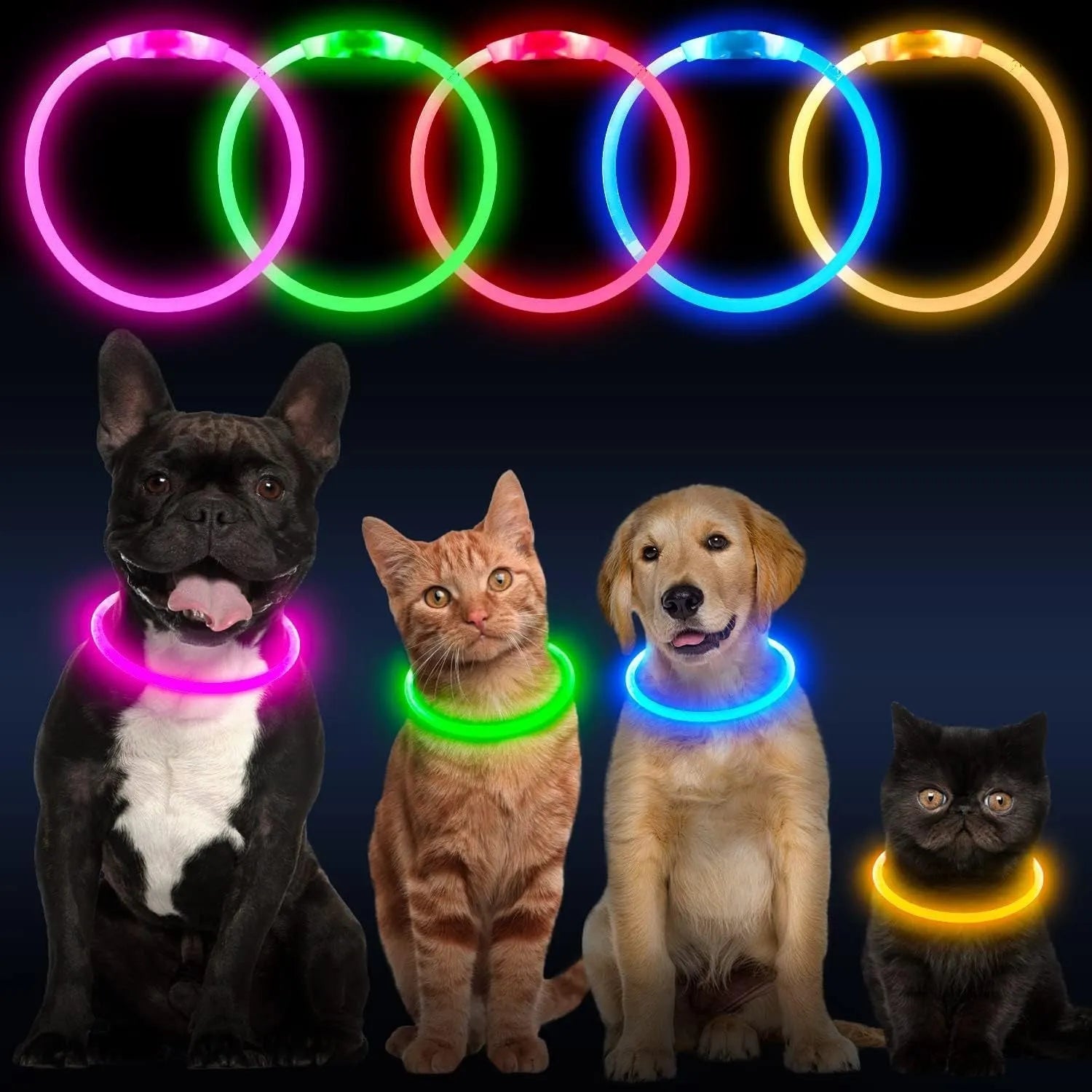 USB rechargeable LED dog collar showing blue glowing light on adjustable TPU collar