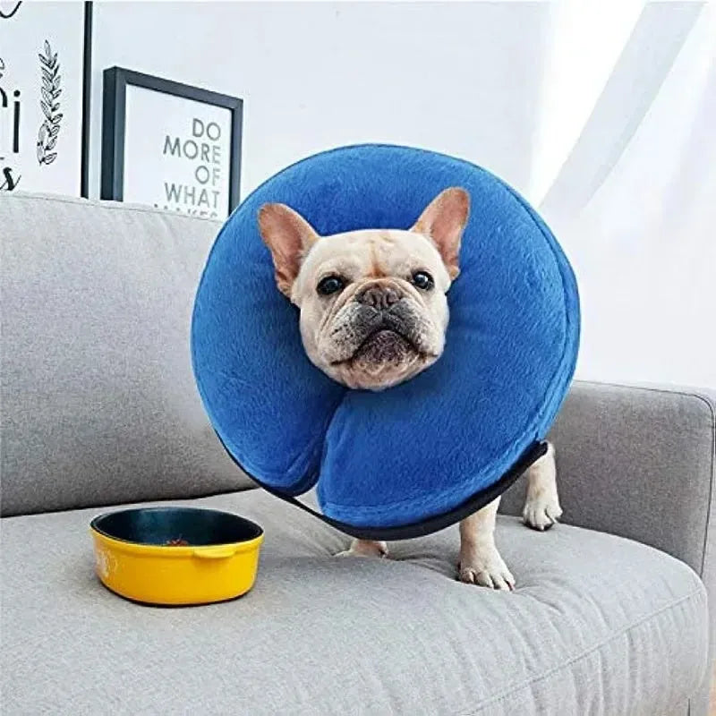 Blue inflatable dog recovery collar fastened around a dog's neck showing soft cone alternative