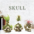 Gothic skull design resin Tillandsia bracket plant for soilless care with iron accents