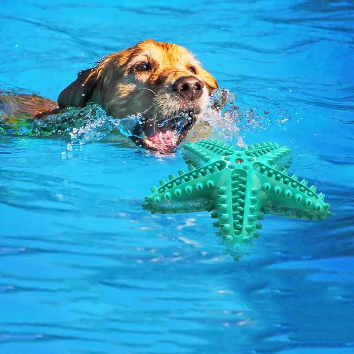 Edible TPR starfish-shaped dog toy for large breeds in blue, green and yellow colour options