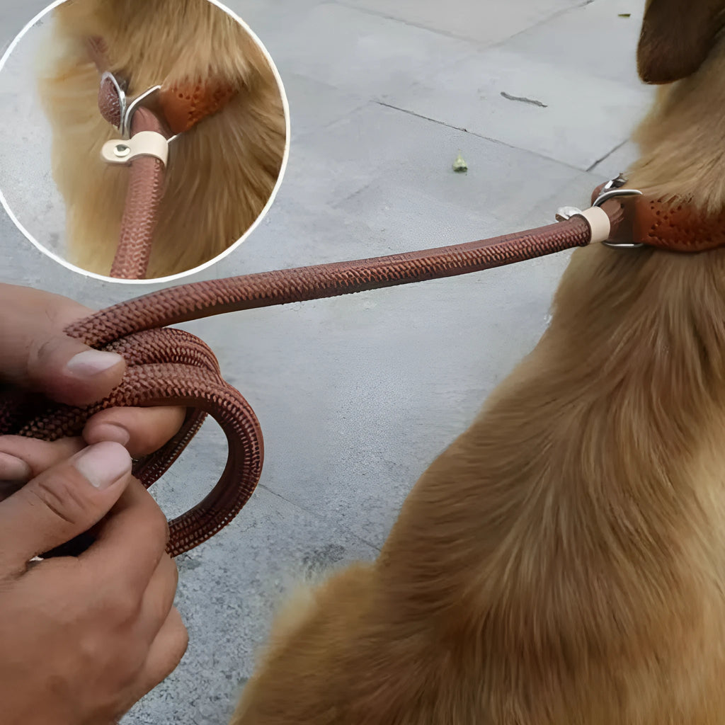 Brown nylon dog leash with P chain hand grip showing 2.1 metre length