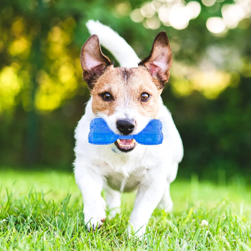 A durable bone-shaped and circle-shaped dog cooling chew toy on a blue background.