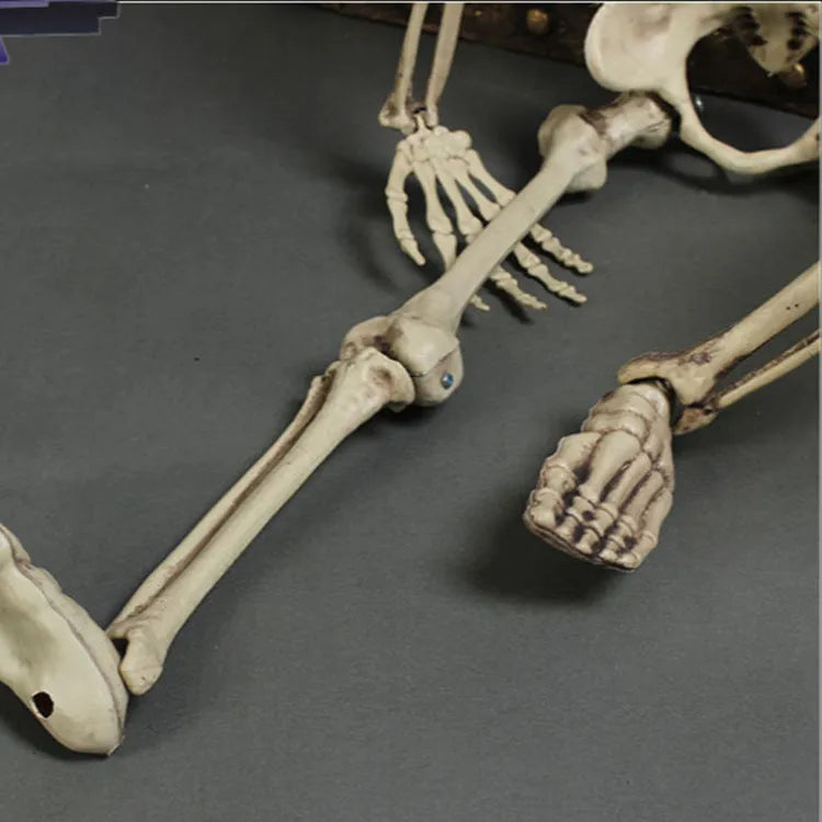 Full-size 170cm plastic skeleton display model with detailed skull and articulated joints
