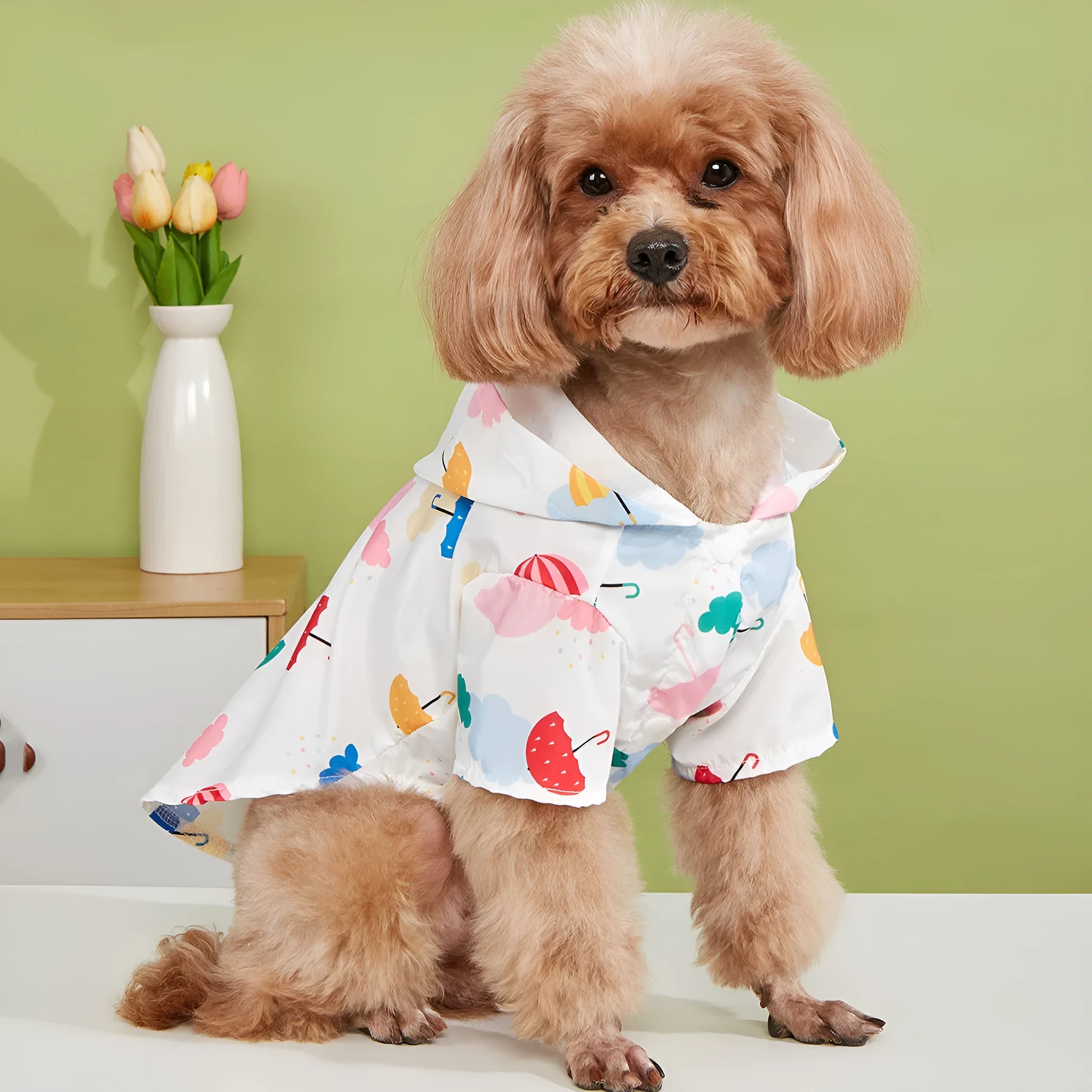 Cartoon umbrella pattern colourful dog raincoat on a small dog, showing strap and buckle closure.