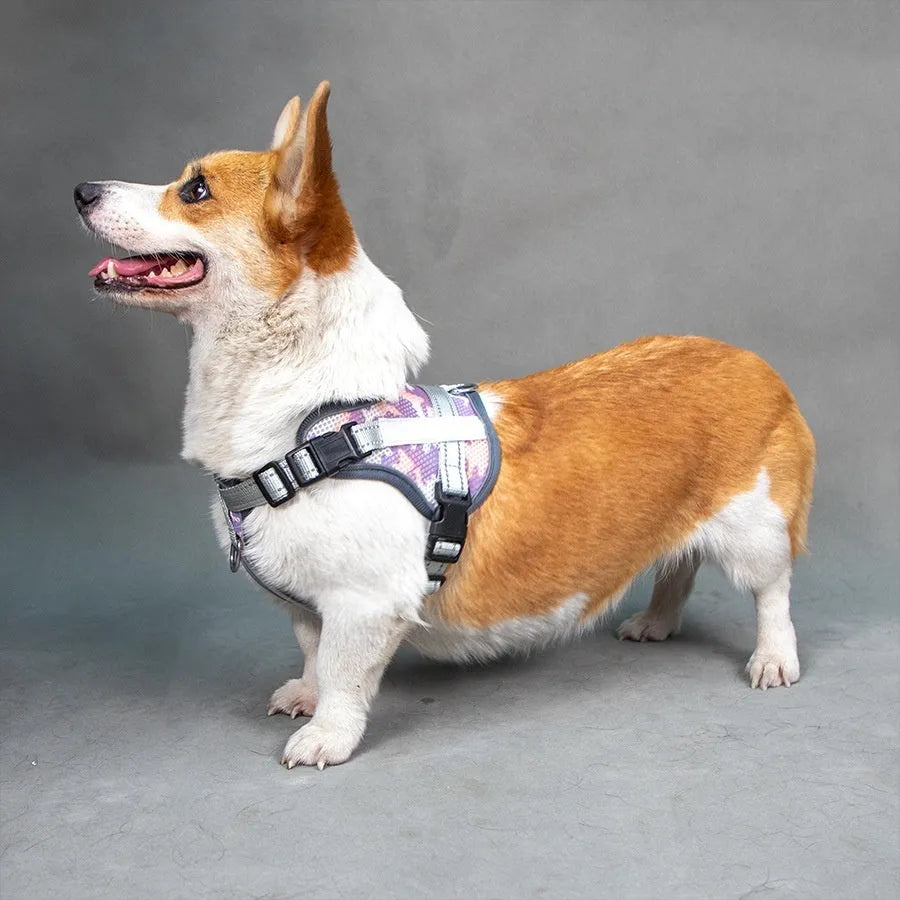 Reflective dog harness with neck protection in camouflage colour on a medium-sized dog