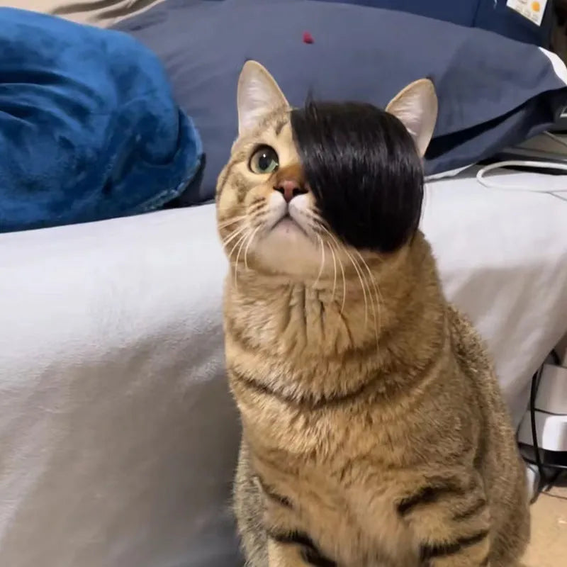 Black polyester imitation braid cat wig for pet costume dress up
