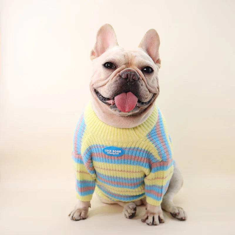 Blue and yellow striped wool dog jumper for small breeds like Schnauzer or Maltese.