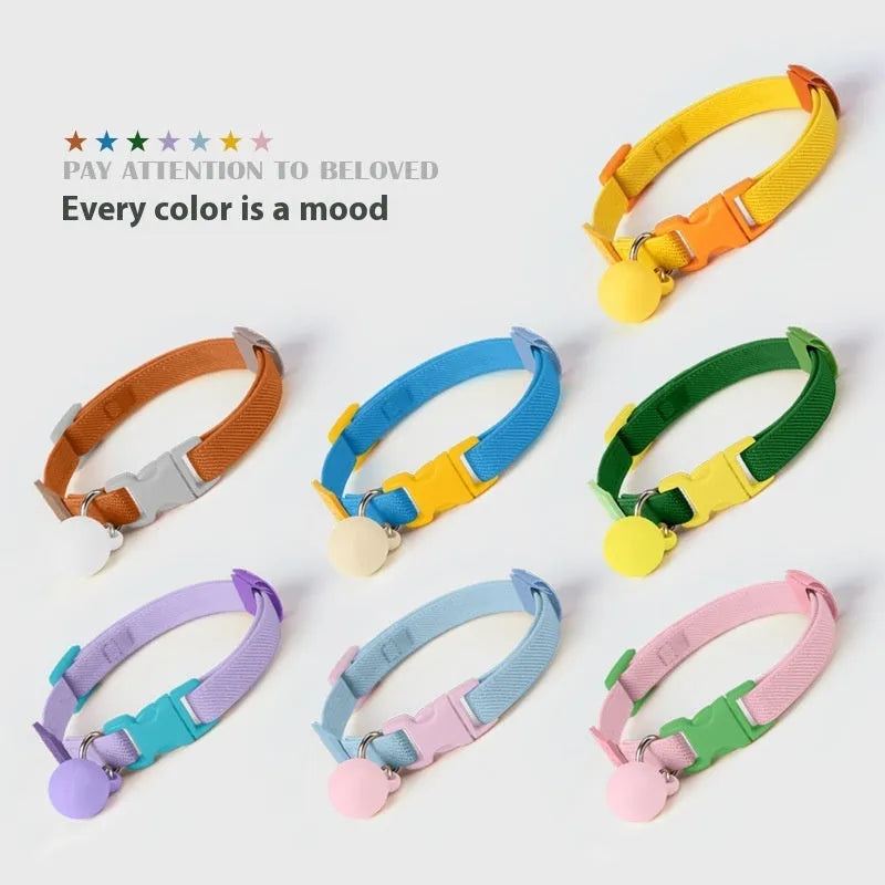 Small dog wearing a high elasticity polyester pet collar in a choice of seven solid colours.