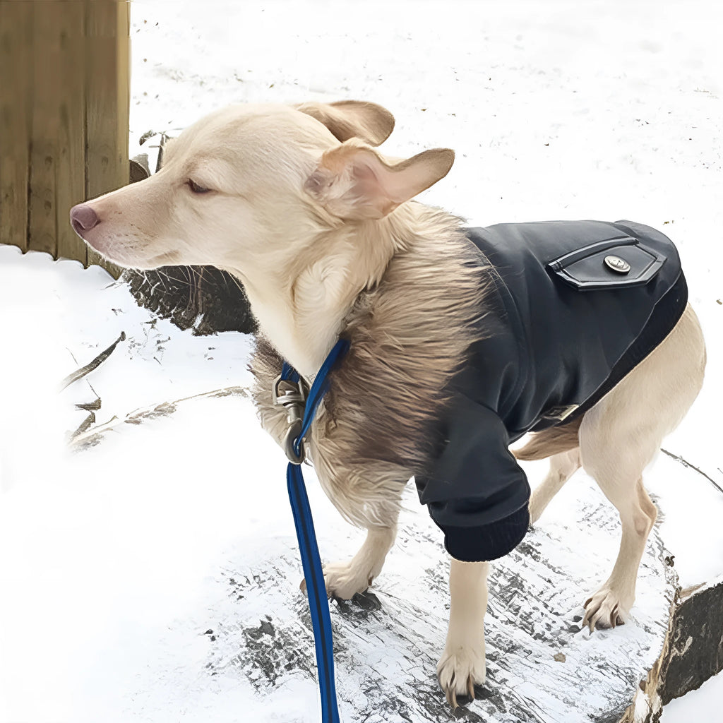 Leather British style dog collar coat in black colour shown on medium-sized dog