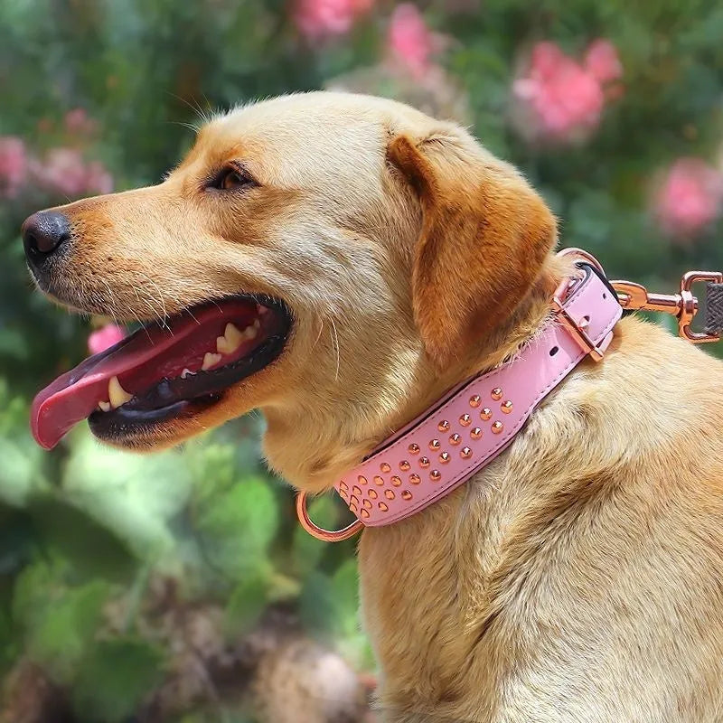 Leather dog collar with metal anti-bite rivets and a buckle, shown in black colour.