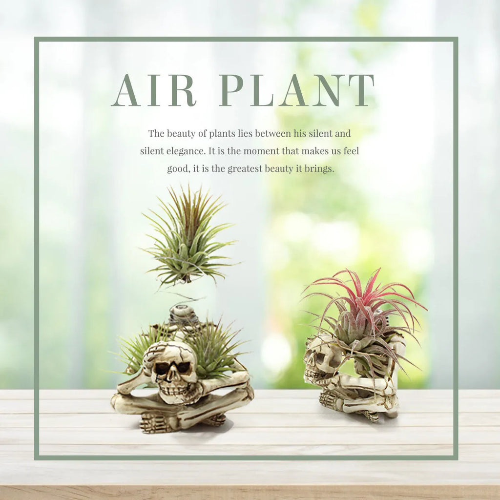 Gothic skull design resin Tillandsia bracket plant for soilless care with iron accents