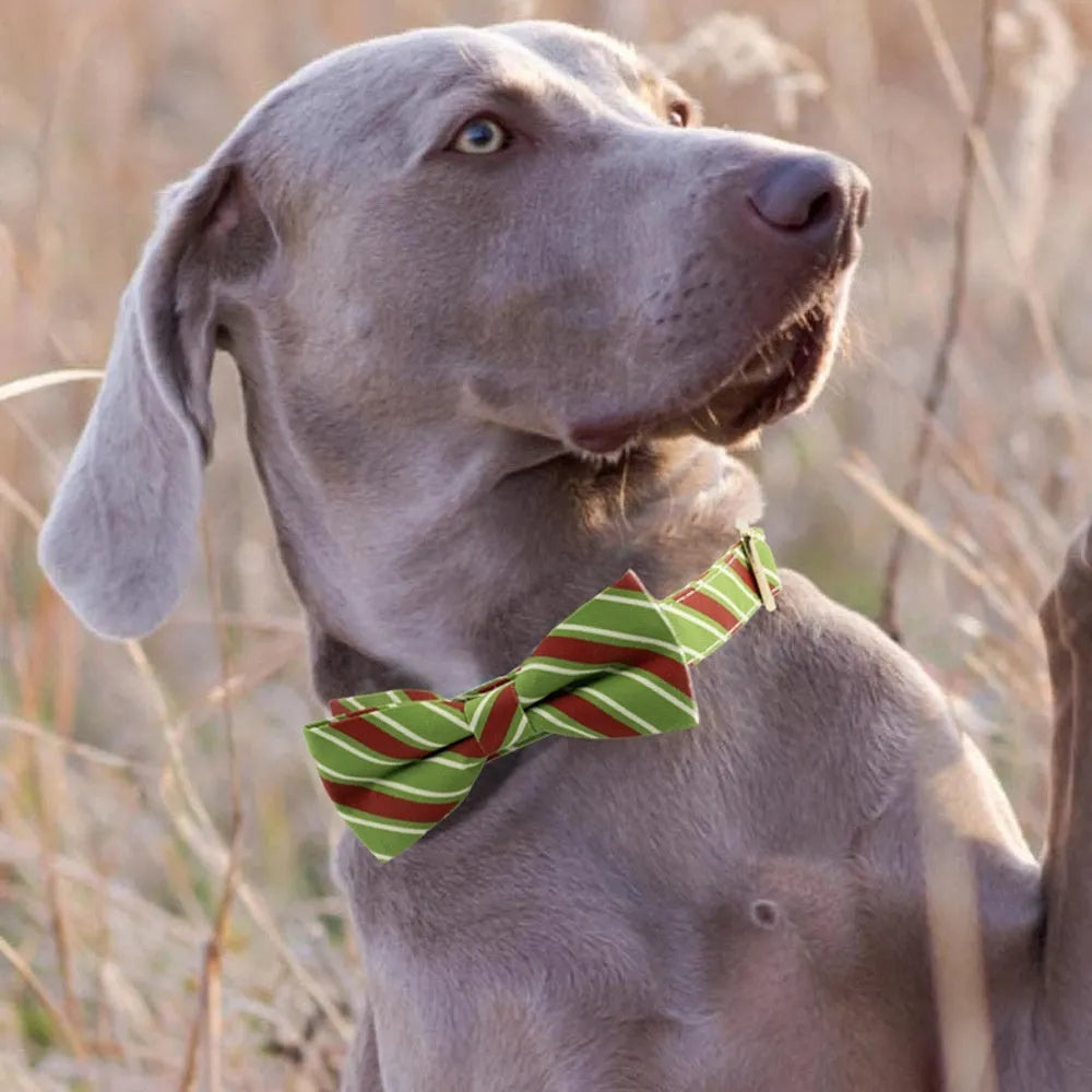 Striped personalised dog collar in Candy Green with engraved lettering area and matching bow knot