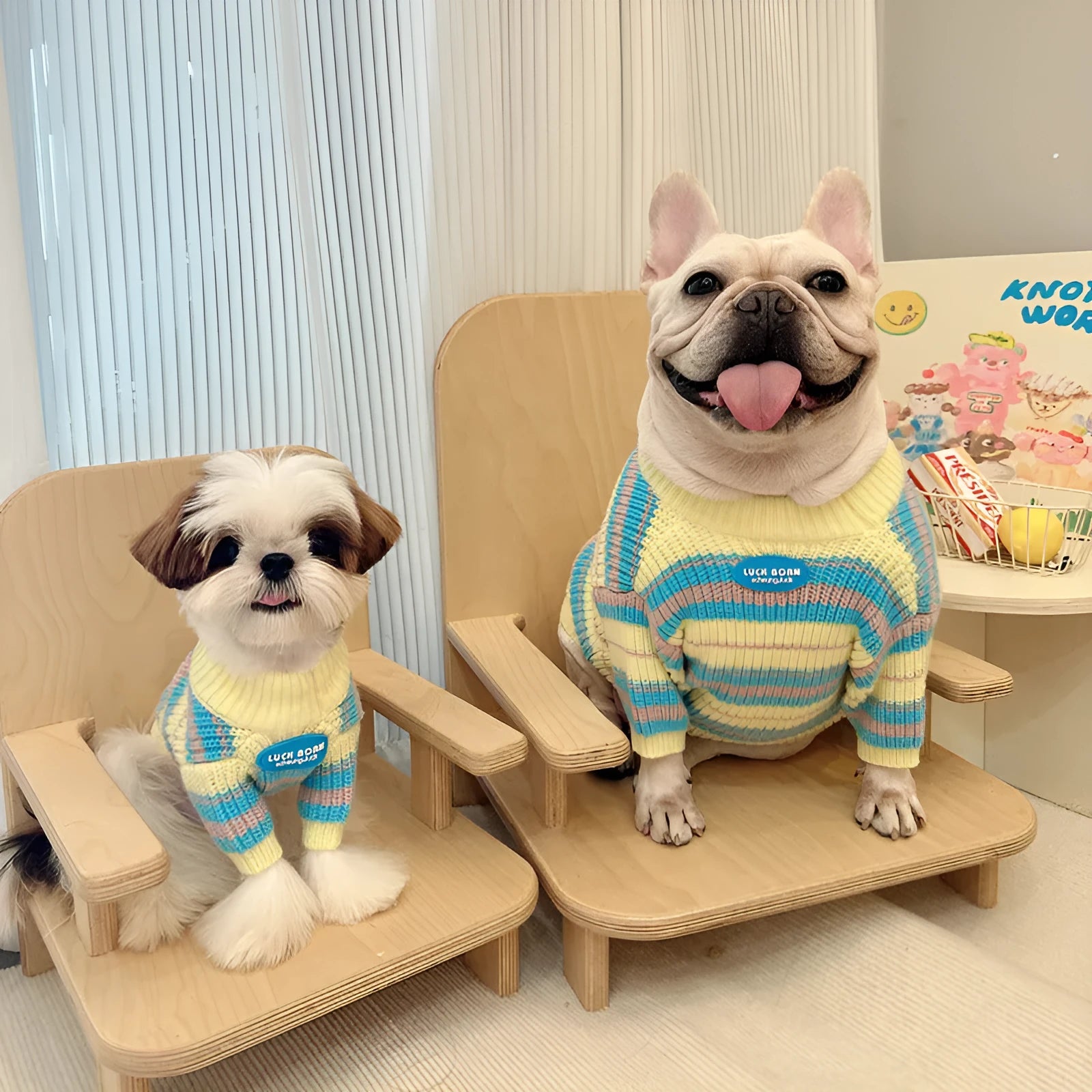 Blue and yellow striped wool dog jumper for small breeds like Schnauzer or Maltese.