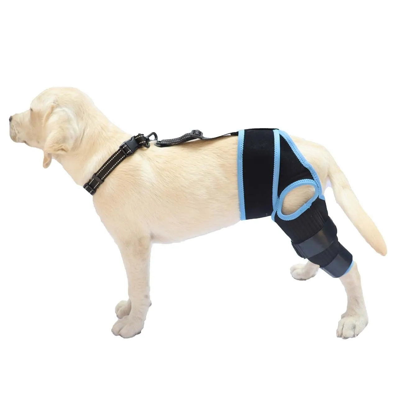 Neoprene dog hind leg knee brace in sizes XS to L available in five colours