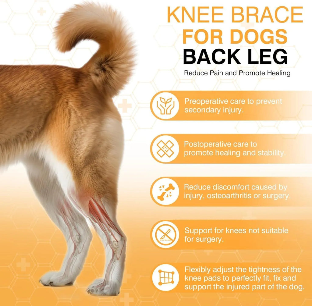 Dog leg protector knee brace with adjustable auxiliary belt on a medium-sized dog's hind leg for joint support