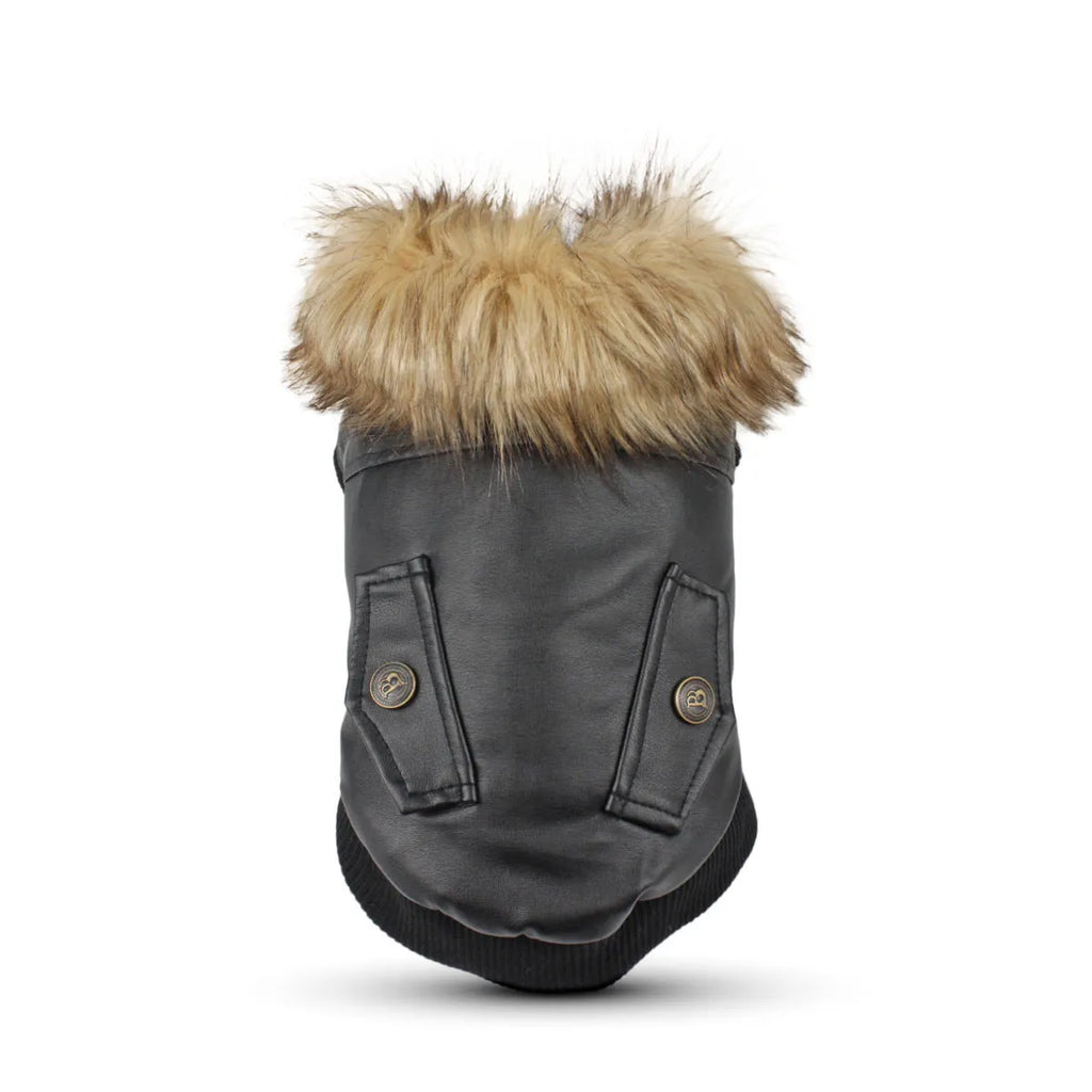 Leather British style dog collar coat in black colour shown on medium-sized dog