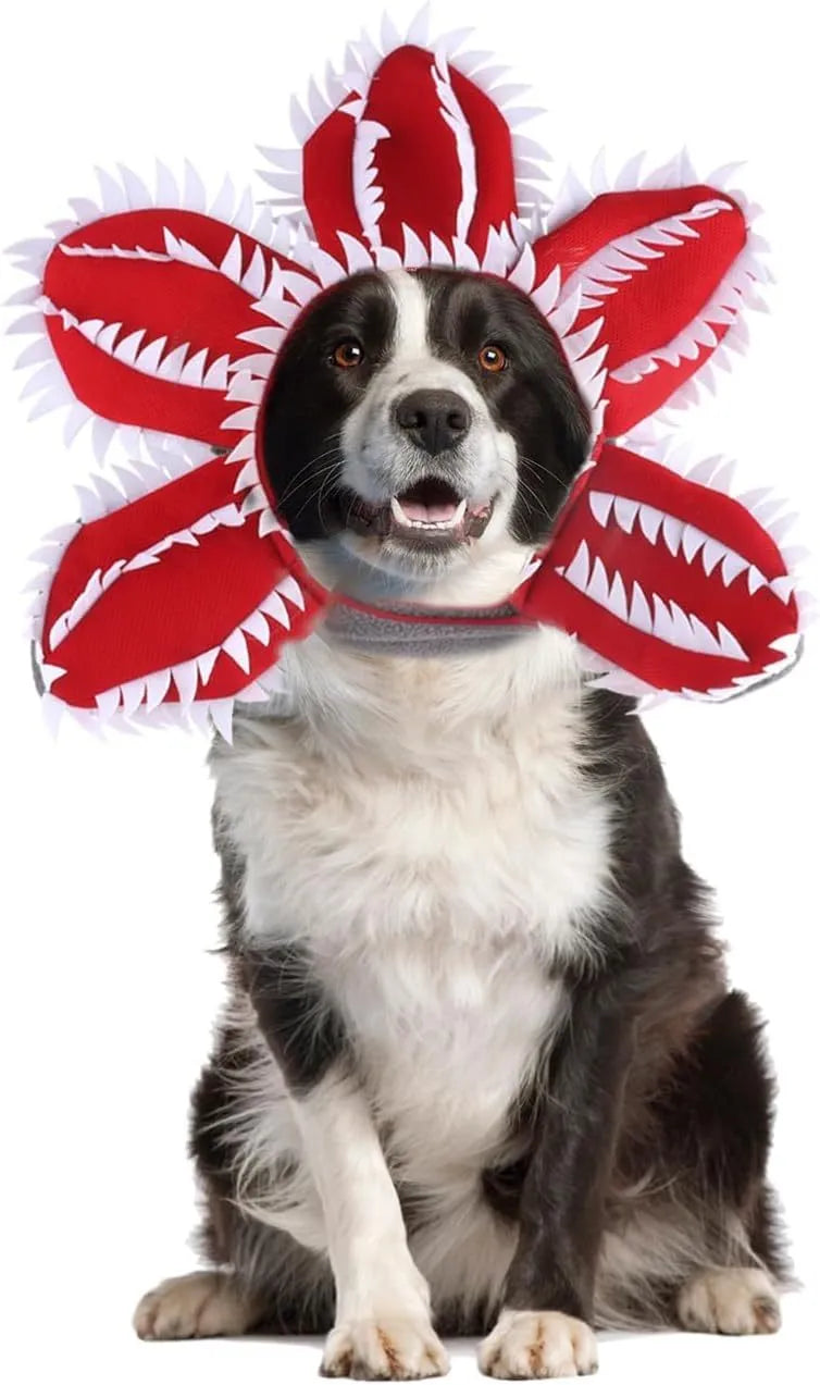Chomper dog Halloween costume with scary demon teeth and purple flower headband on a medium-sized dog