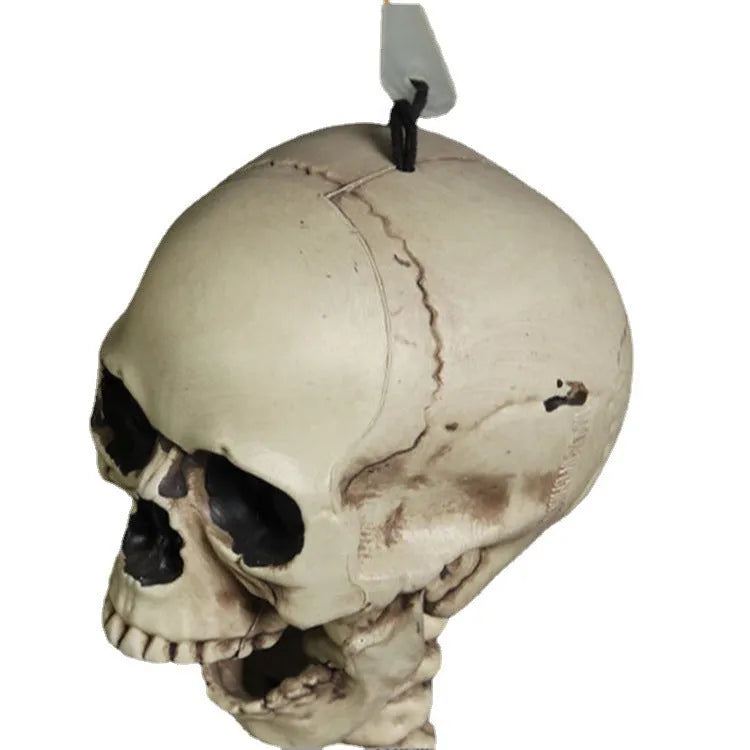 Full-size 170cm plastic skeleton display model with detailed skull and articulated joints