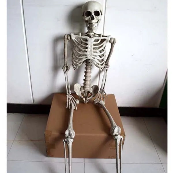 Full-size 170cm plastic skeleton display model with detailed skull and articulated joints