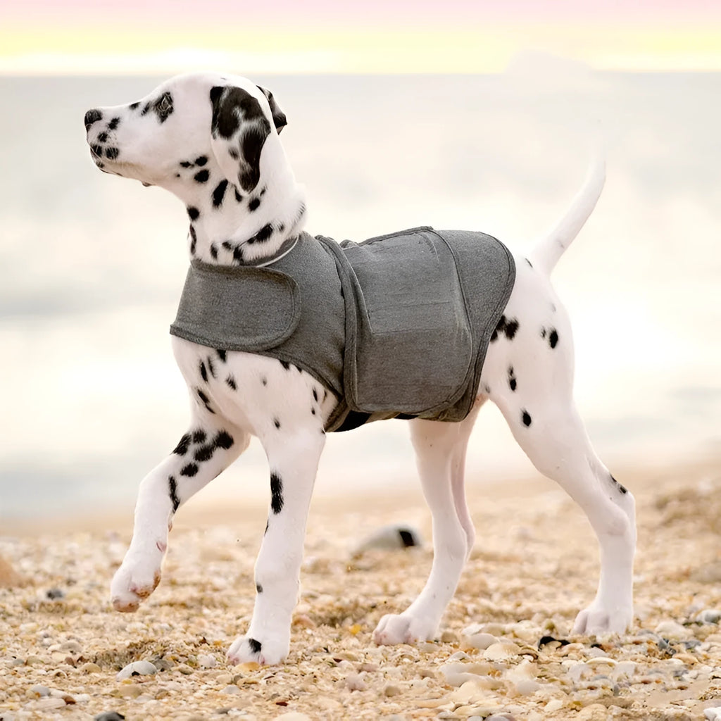 Heather grey dog anxiety jacket warm vest on a dog, showing soft fabric and snug fit.