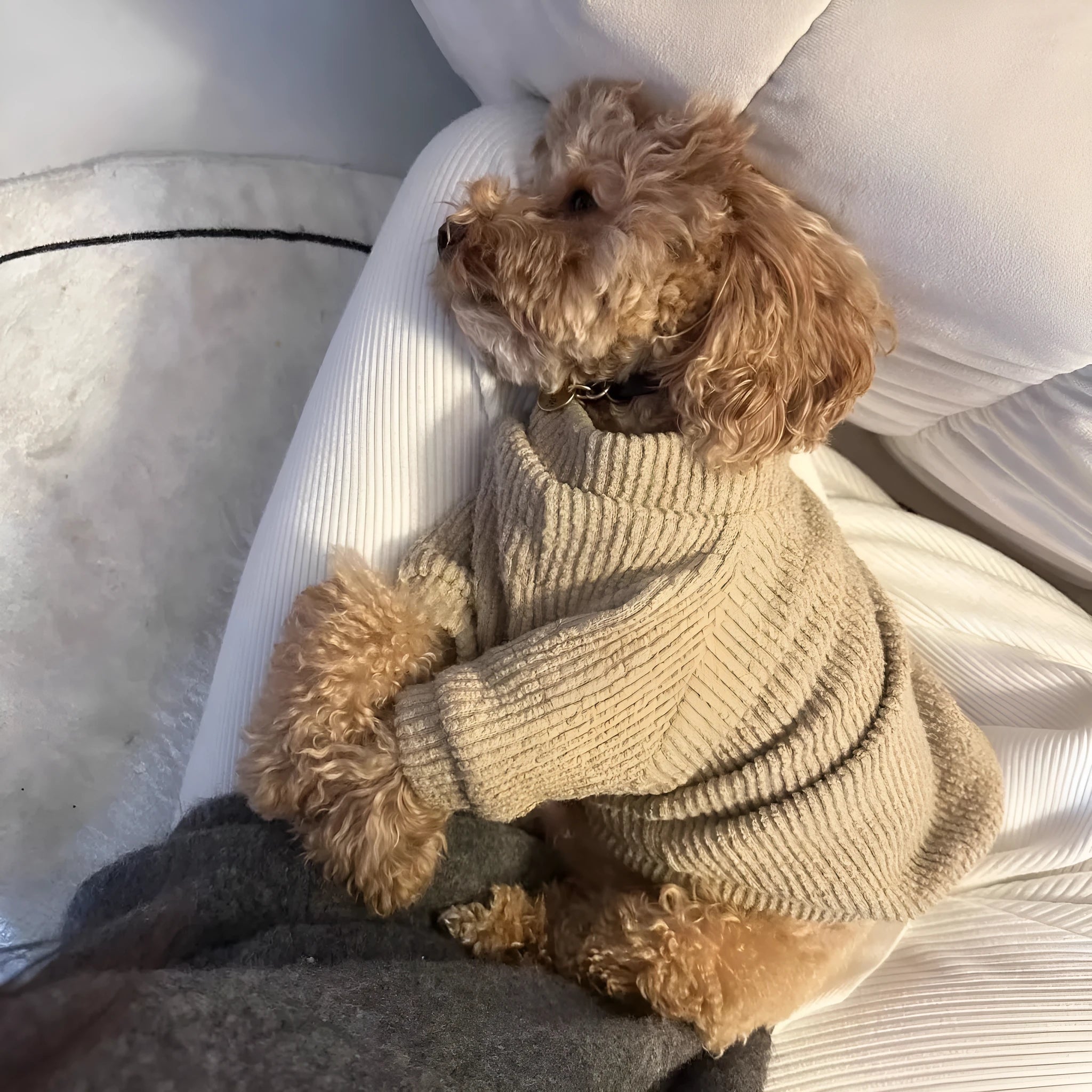Brown cloth sweater pullover on a small dog, showing casual style and fit.