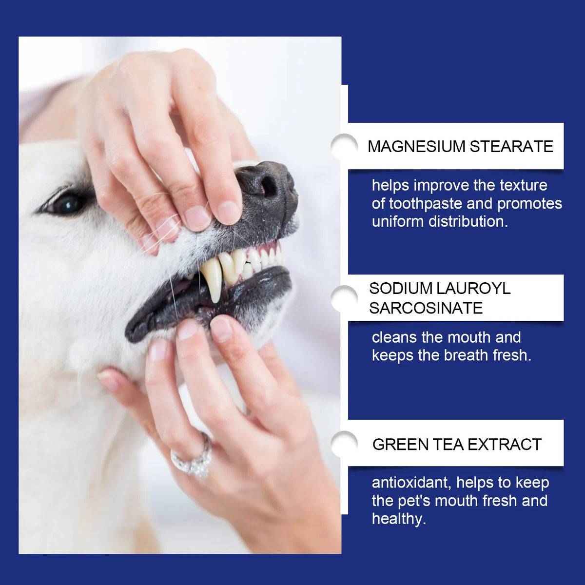 40g pet teeth cleaning powder in compact tub with green tea and peppermint extracts