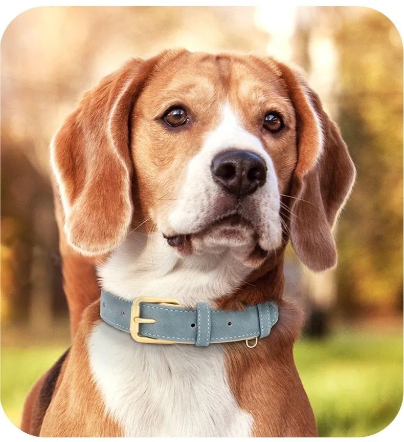 Double-layer leather dog collar and matching traction rope in rose red, brown, or blue.