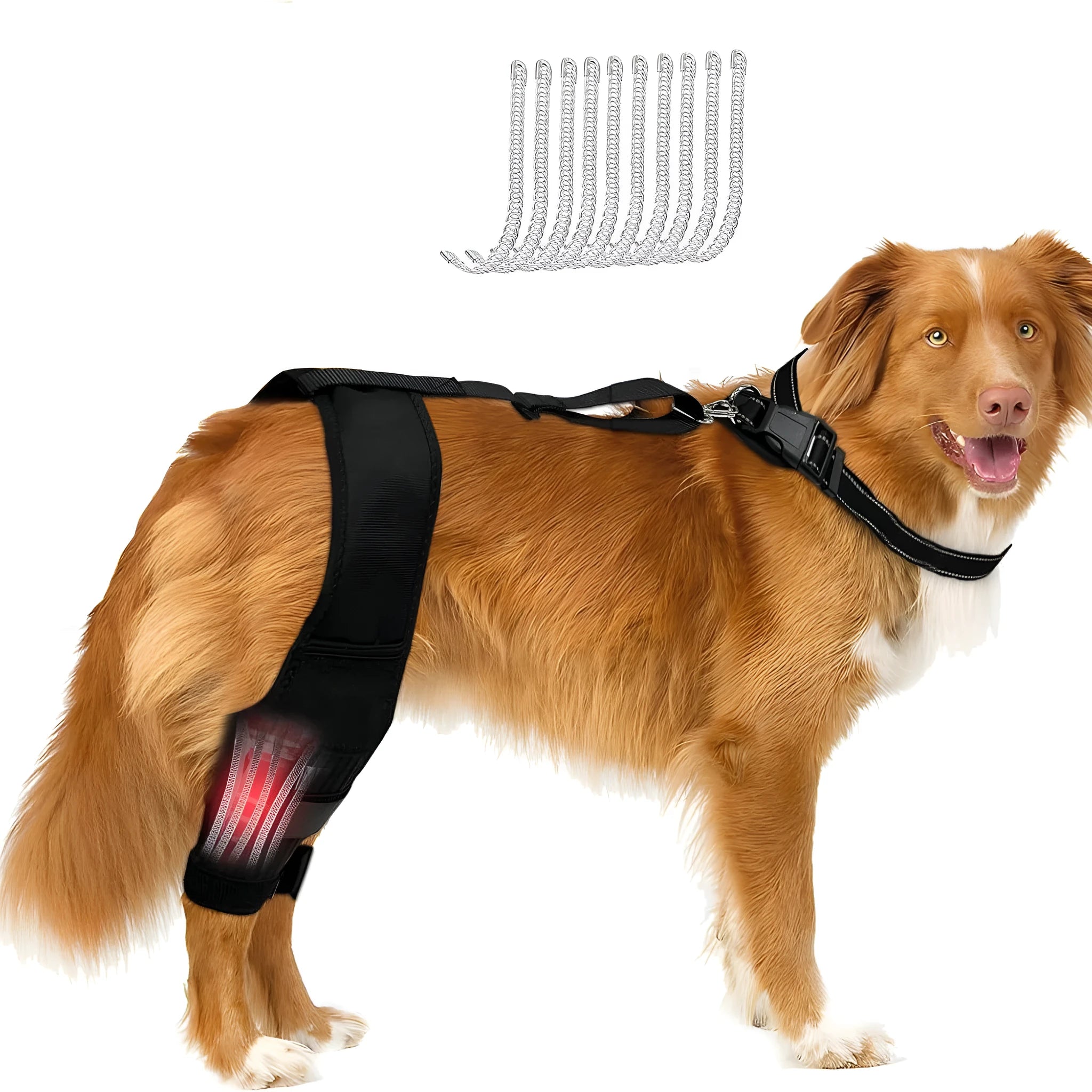 Dog leg protector knee brace with adjustable auxiliary belt on a medium-sized dog's hind leg for joint support