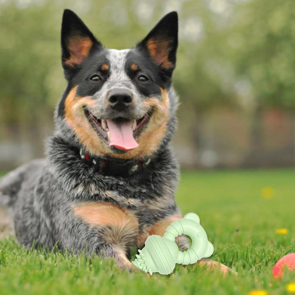 Blue rubber dog chew toy with textured molar cleaning surface and bell inside