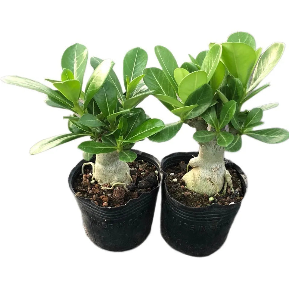 Bare-root Adenium obesum Desert Rose seedling showing exposed roots and caudex base