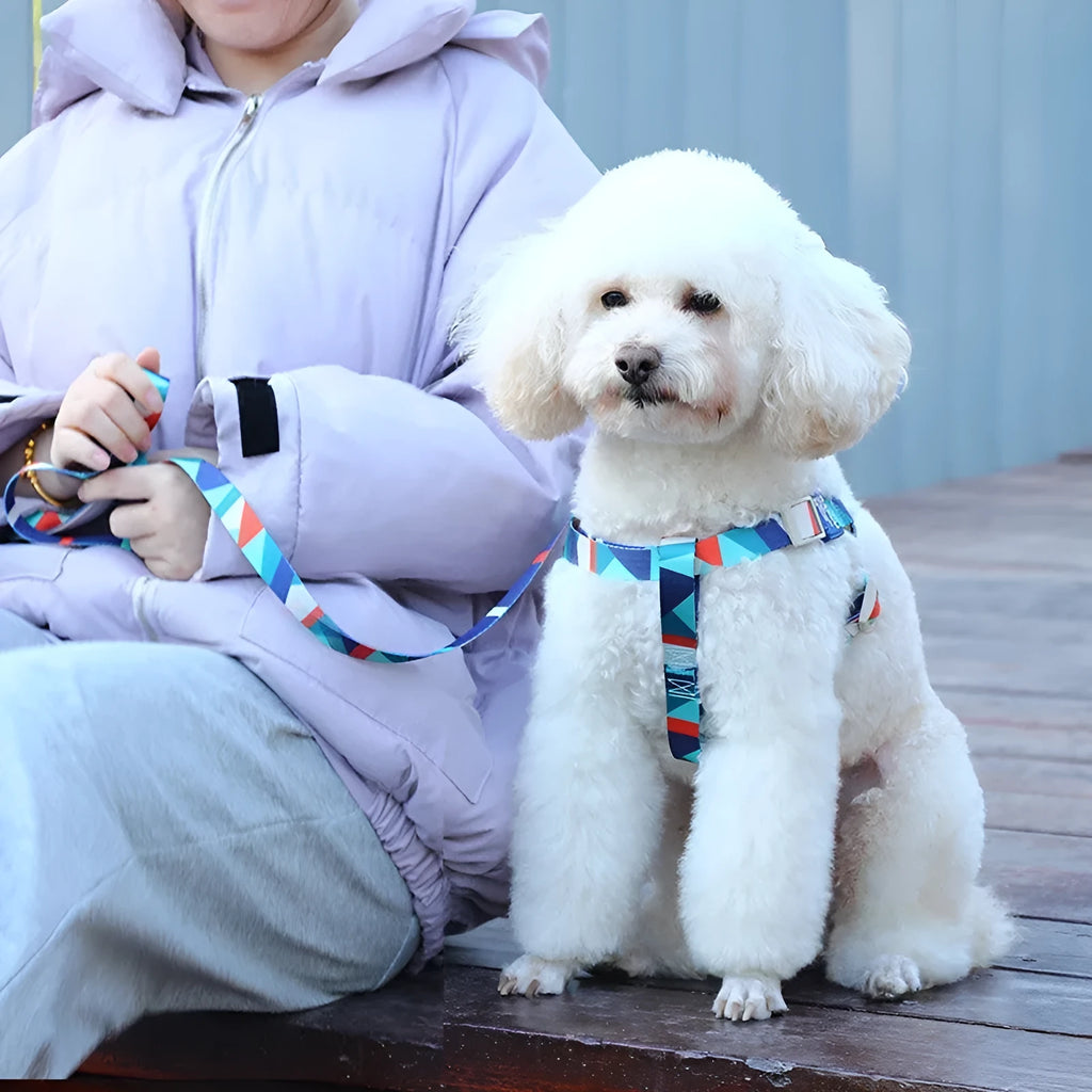Blue adjustable dog harness and lead combo set shown on a model dog.