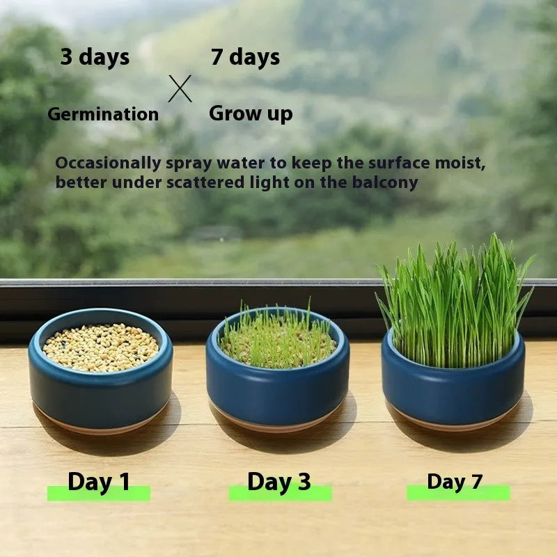 Blue hydroponic cat grass kit with soilless cup and five seed packs for indoor growing.
