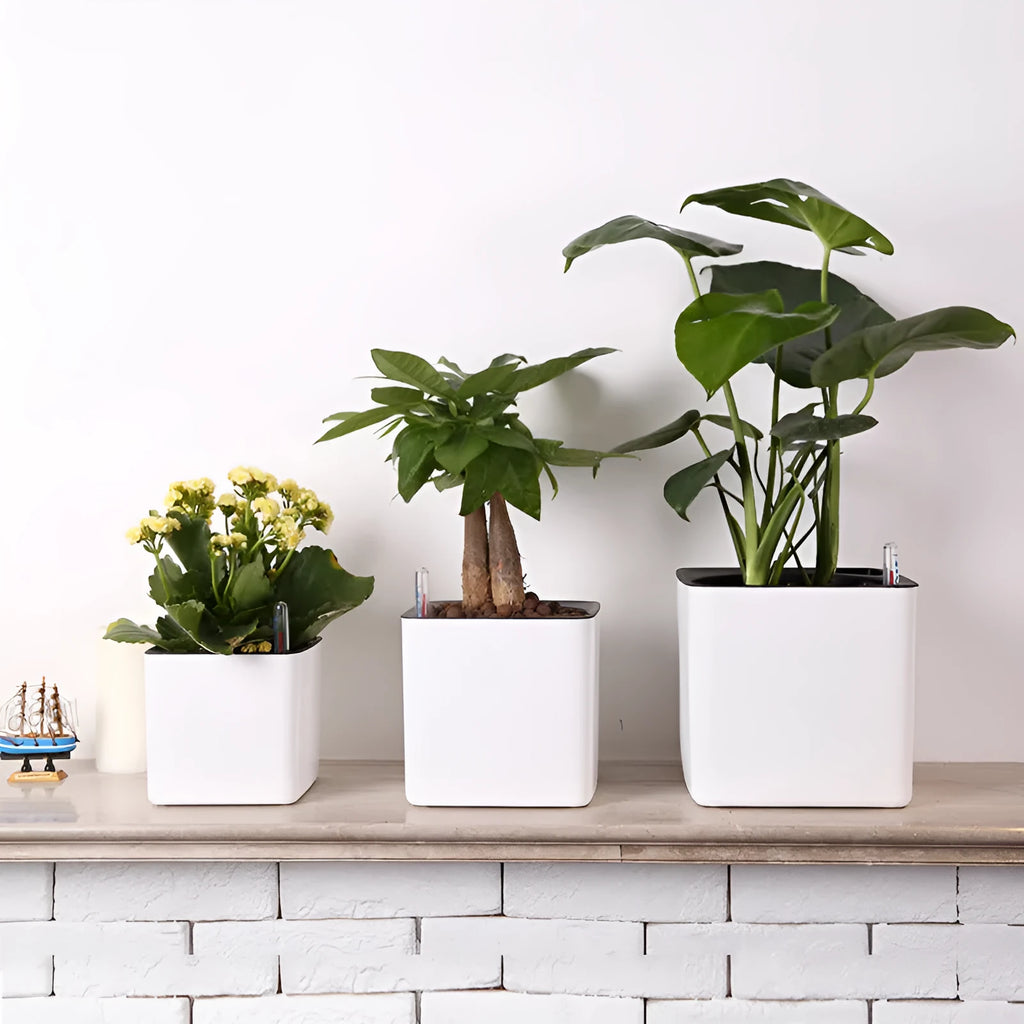 White plastic flowerpot cube lazy basin automatic water feeding for Scindapsus aureus bonsai 14cm size on desktop