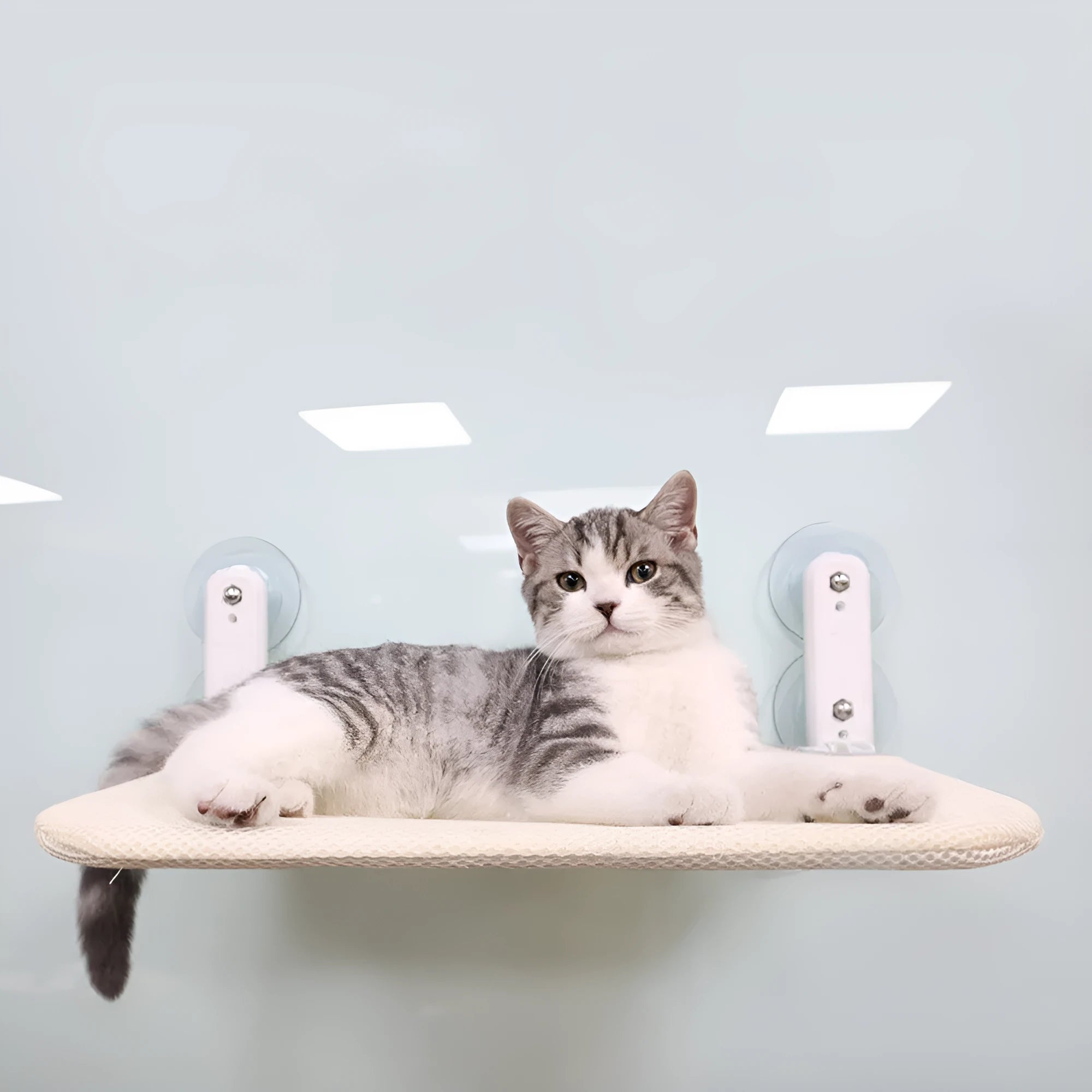 Stainless steel cat hammock with suction cups mounted on window, foldable design with mesh cushion