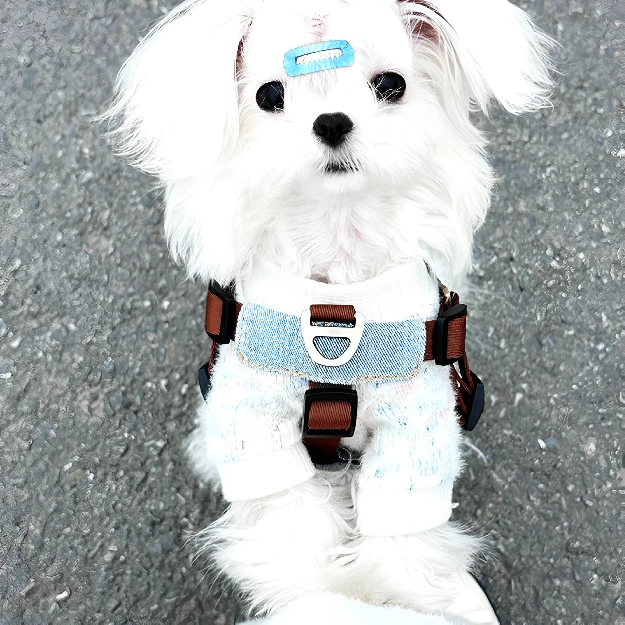 Brown anti-bite nylon dog chest harness with vest style and zinc alloy fittings on small dog