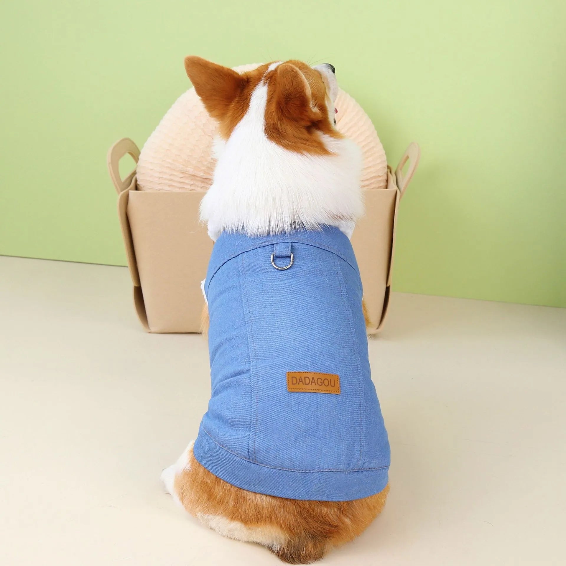 Corgi wearing dark blue denim cotton coat showing size fit and colour