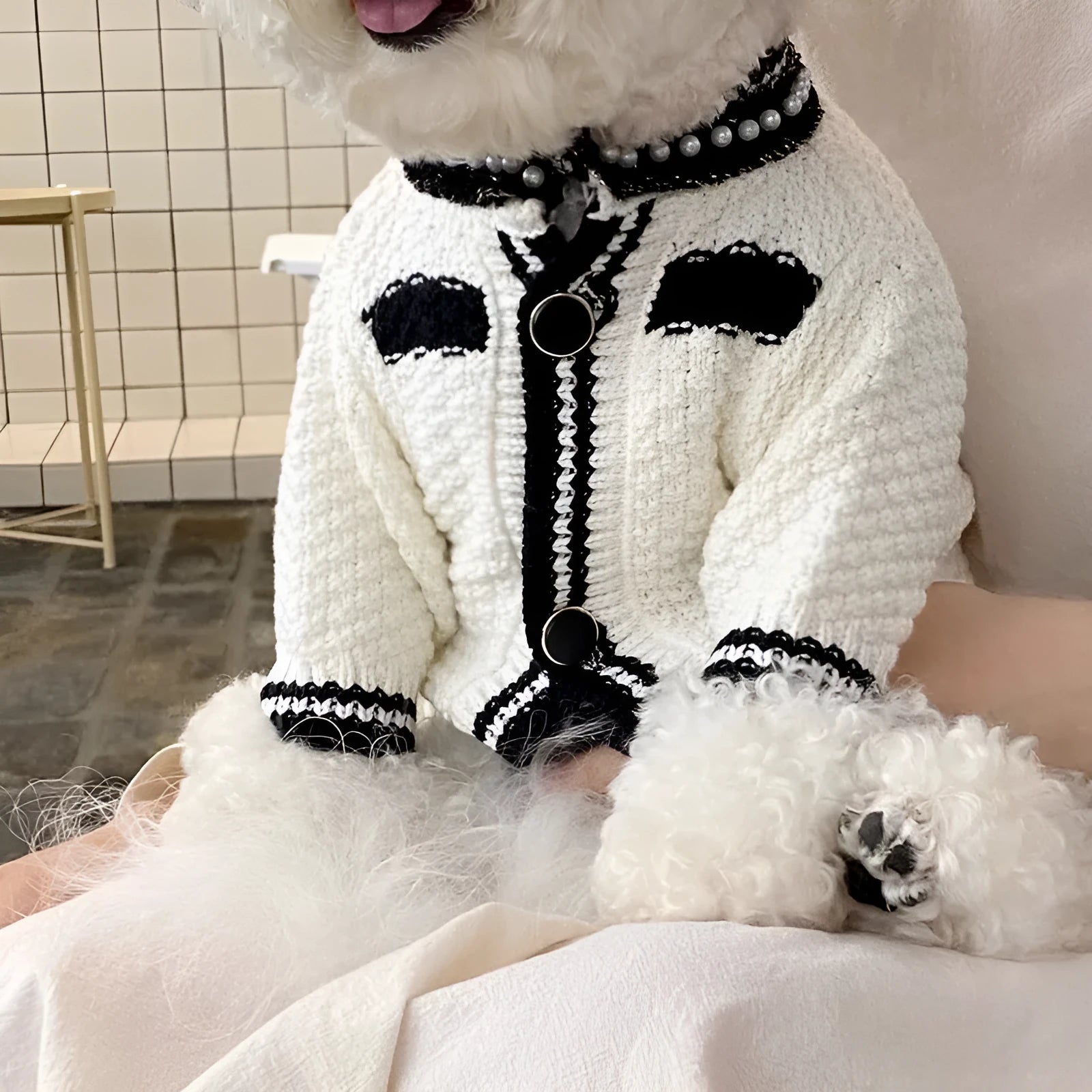 Korean style white dog sweater with pearl collar on small breed dog