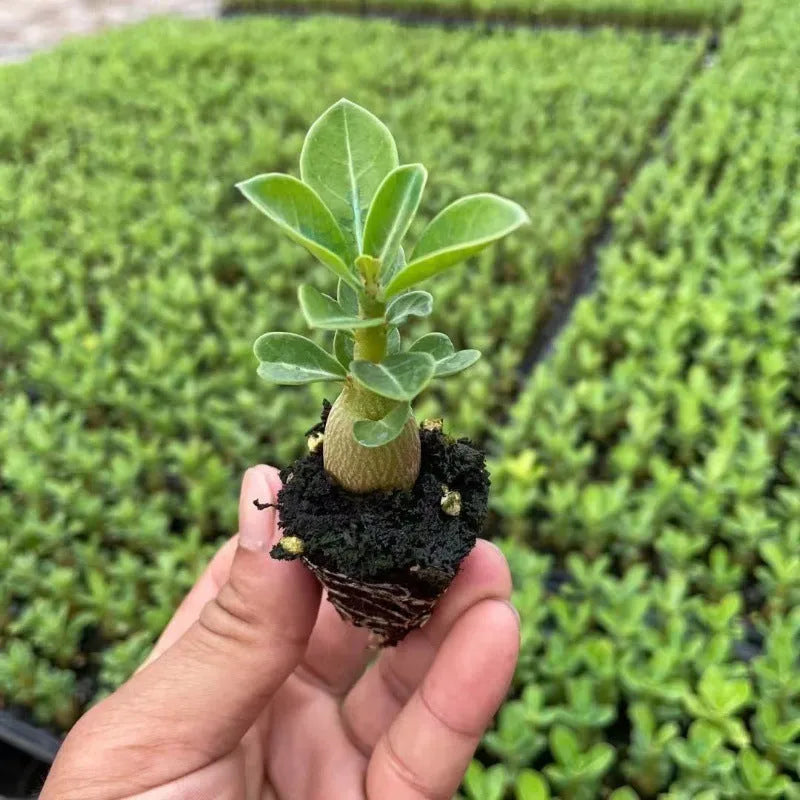 Bare-root Adenium obesum Desert Rose seedling showing exposed roots and caudex base